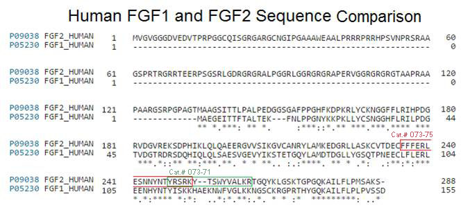 sequence comprison fgf1 and fgf2