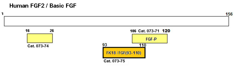 structure fk18 fgf