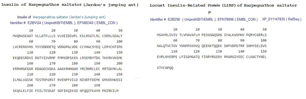 ant insulin sequence