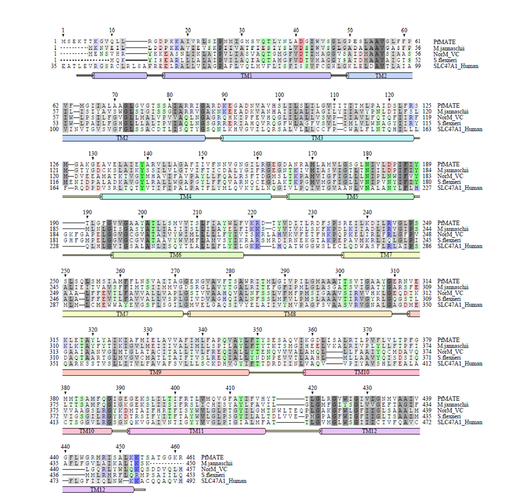 schematics macrocyclic peptide inhibitors