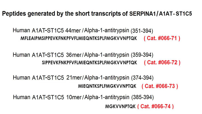 sequence A1AT