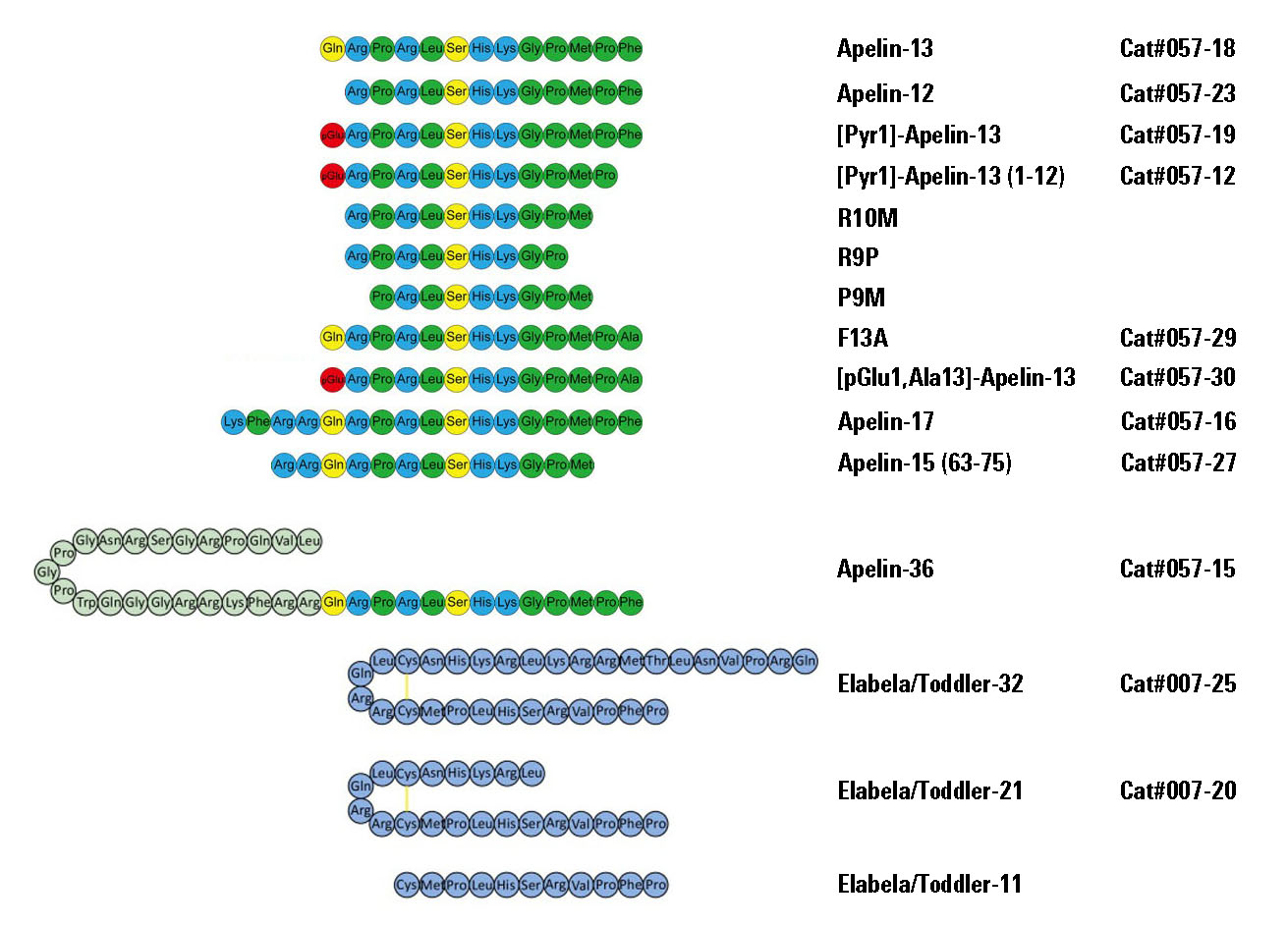 apelin and its related peptides