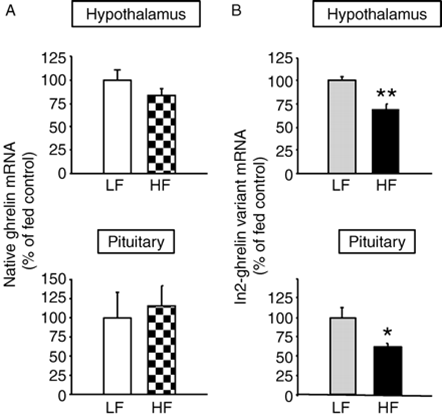 Hypothalamic and pituitary native ghrelin (A) and In2-ghrelin variant (B) mRNA levels of C57BL/6J male mice fed a low-fat (LF) or high-fat (HF) diet for 16 weeks (starting at 4 weeks of age; n= 6 mice per group).