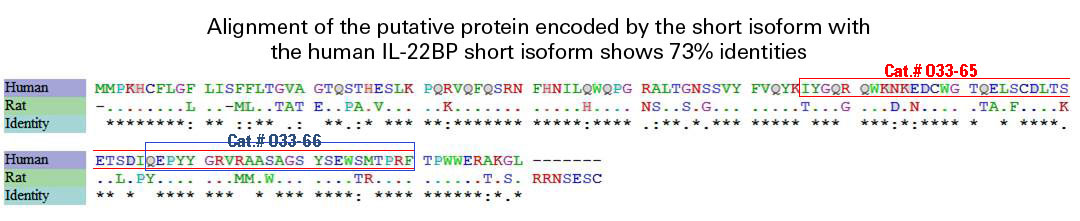 human il-22bp short isoform