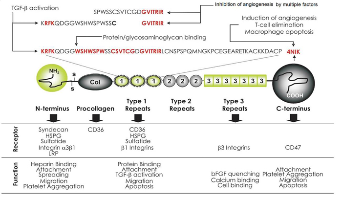 TSP1 domain structure