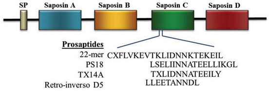 The region of saposin C that is known to mediate the cytoprotective actions of prosapsin is indicated.