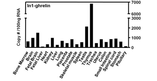Tissue distribution of the human In1-ghrelin variant.