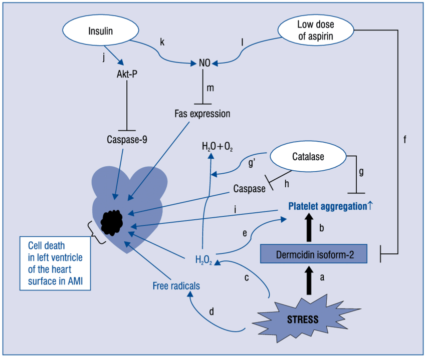 dermcidin isoform-2 and a stress protein-mediated platelet aggregation