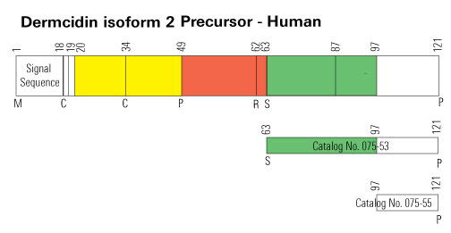 dermcidin isoform 2 schema