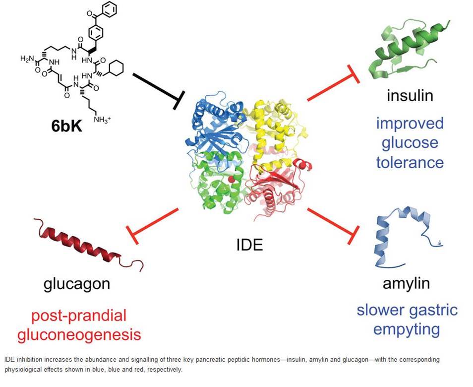 6bk inhibits IDE which decrease the signaling of three key pancreatic peptides