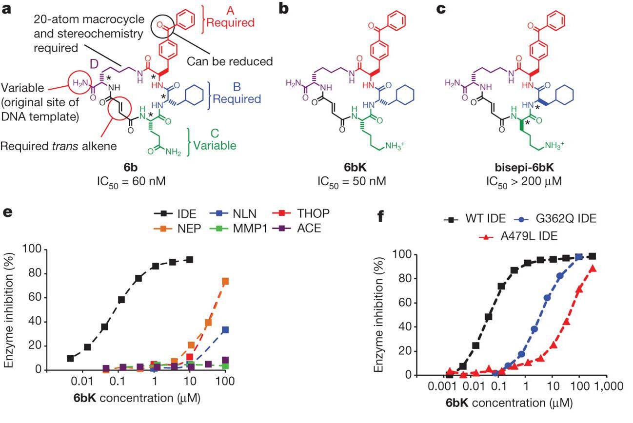 potent and highly selective IDE inhibitors