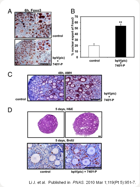 increased follicle development after treatment with bpV(pic) and 740Y-P