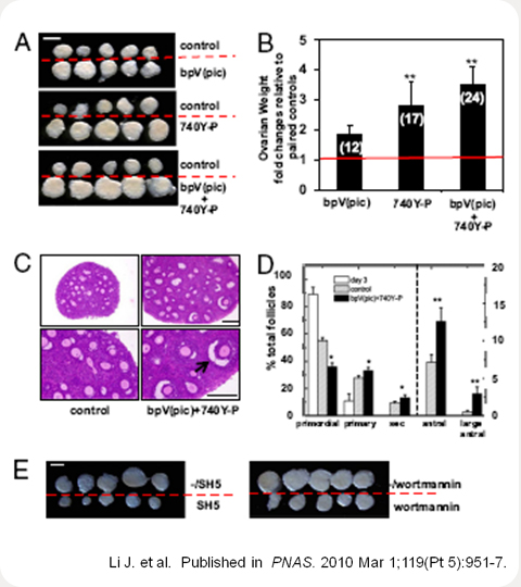 Activation of dormant primordial follicles followed by transplantation into the kidney capsule of ovariectomized hosts.