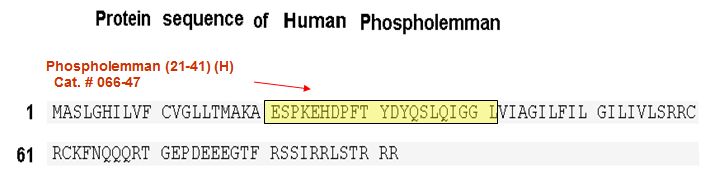 phospholemman sequence