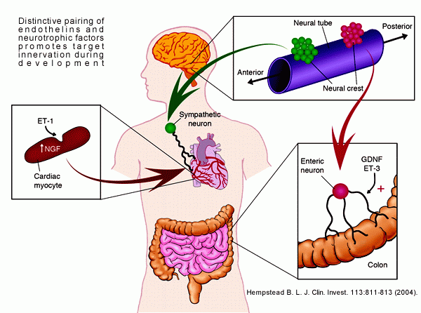 Distinctive pairing of endothelins and neurotrophic factors promotes target innervation during development.