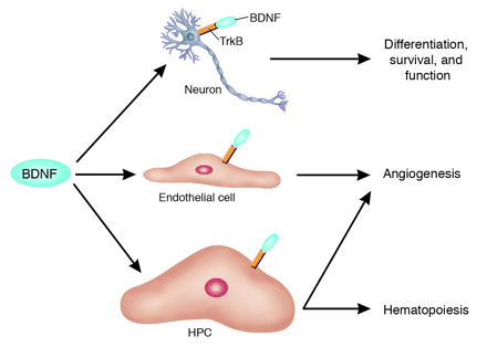 The functional pleiotropy of BDNF extends beyond the nervous system.