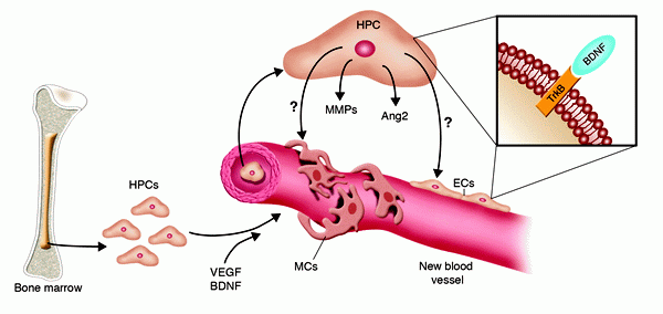 Cellular and molecular mechanisms of BDNF-induced neovascularization.