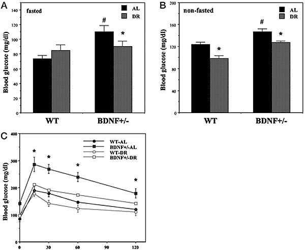 Hyperglycemia and impaired glucose tolerance in BDNF+/- mice are normalized by DR.