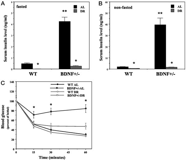 Mice with reduced BDNF levels exhibit insulin insensitivity that is normalized by DR.