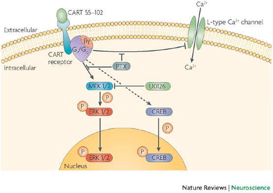 an anorectic peptide regulated by leptin