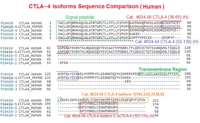 CTLA-4 isoforms sequence comp human