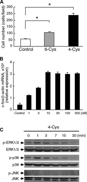 Treatment with CXCL17 induced the cell migration, c-fos expression, and MAPK activation in cultured J774 cells. 