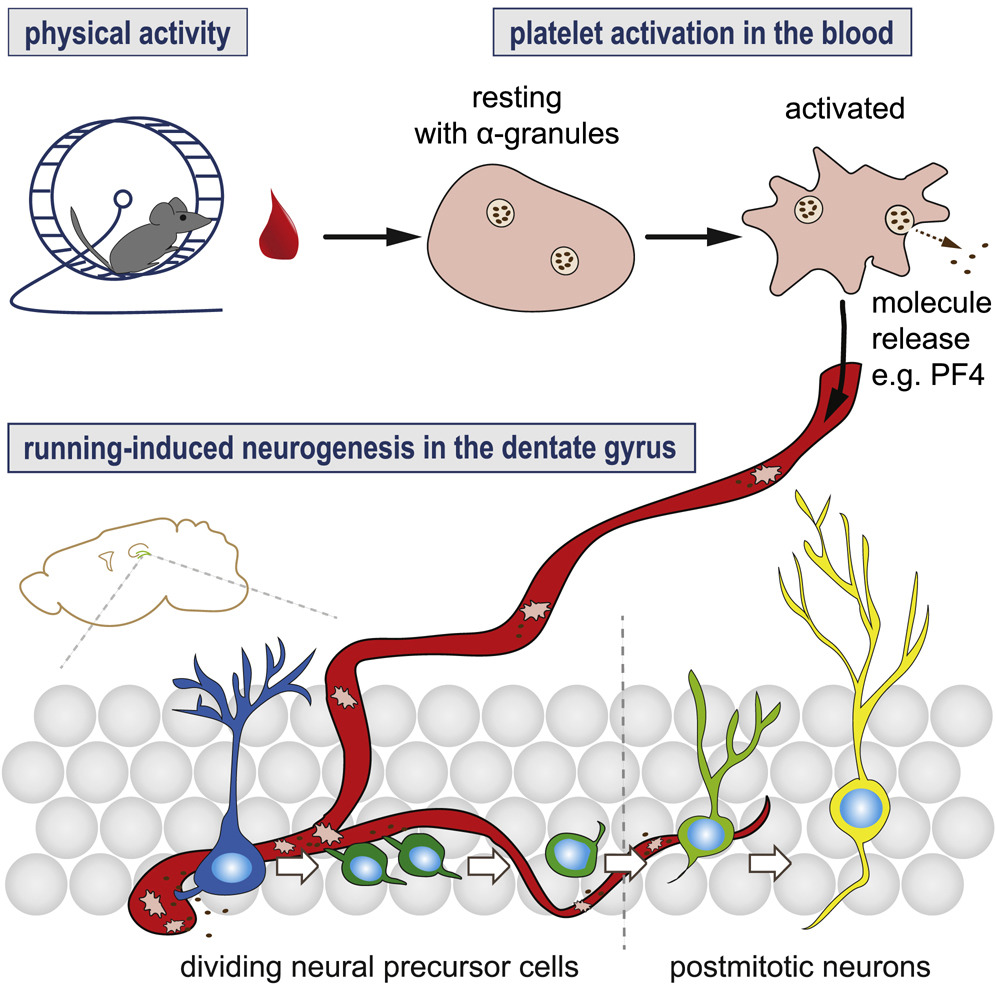 Physical activity and PF4 boost