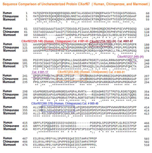 sequence comparison CXorf67