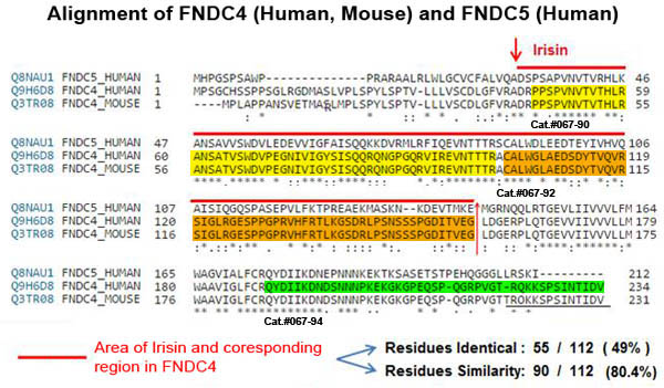 sequence comparison fndc 4