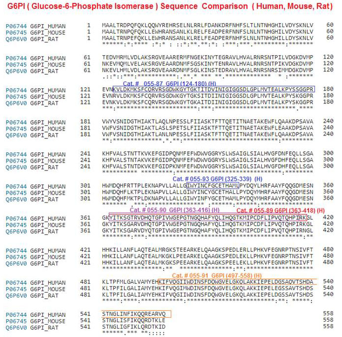 G6PI sequence