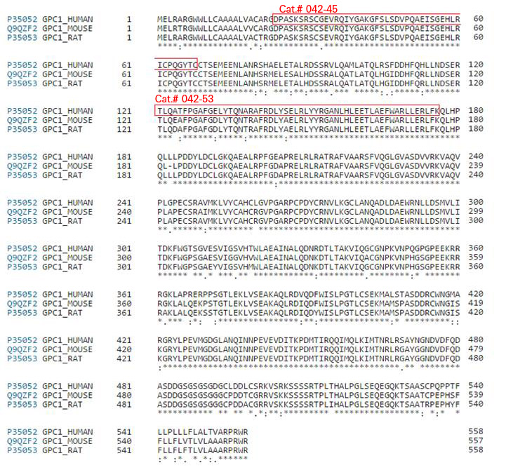 Glypican-1 Sequence Alignment