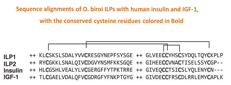 sequence alignment O. biroi ILPs, human insulin, and IGF-1