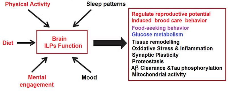 Altered ILP function mediates the impact of life-style factors on pathological changes associated to many kinds of diseases. 