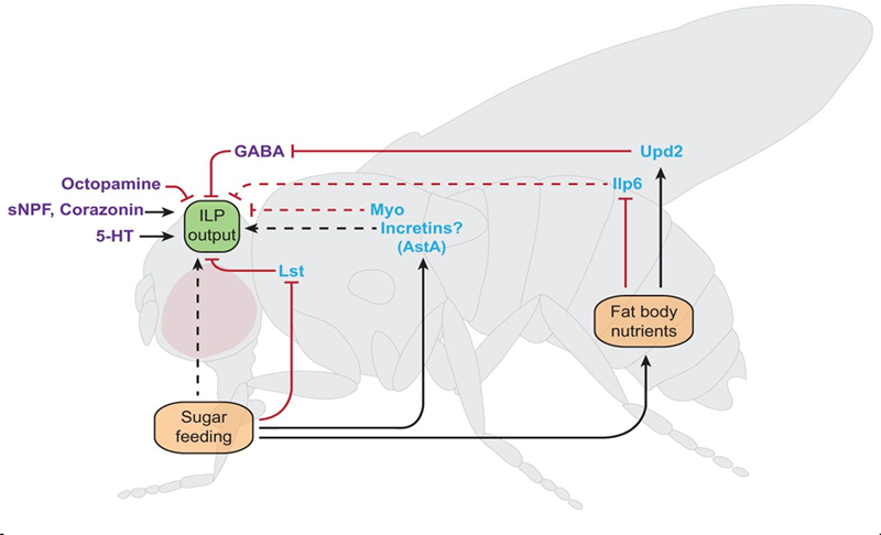 Extrinsic regulators of insulin-like peptide output in Drosophila. Schematic of an adult Drosophila, depicting extrinsic pathways that regulate insulin-like peptide (ILP) output from insulin-producing cells (IPCs). 