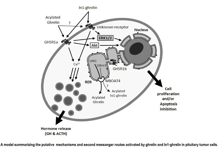 a model summarizing the putative mechanisms and second messanger routes activated by ghrelin and in1-ghrelin in pituitary tumor cells