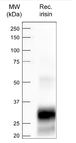 phoenix irisin recognizes irisin expressd in CHO cells