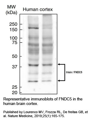 immunoblots of FNDC5 in brain cortex 
