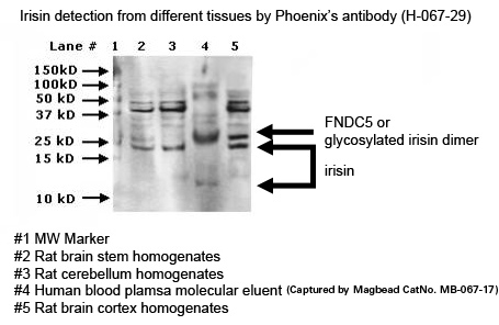 irisin detection from dfference tissues