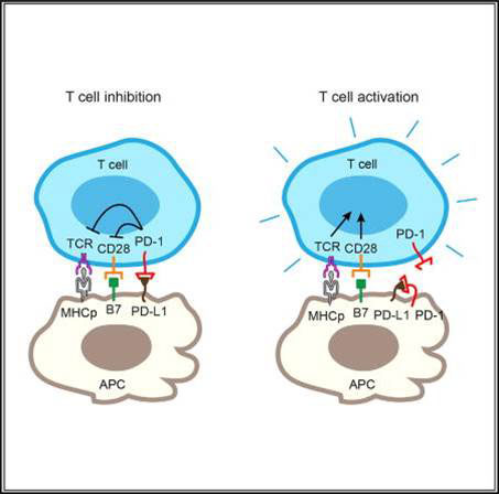  T cell inhibitory receptor PD-1 expressed on tumor cells and tumor-infiltrating APCs neutralizes its ligand, PD-L1, in cis to inhibit canonical PD-1 signaling.