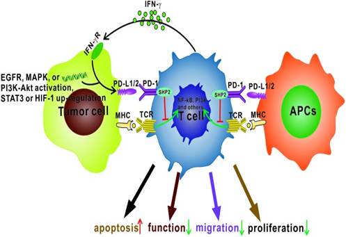 The effects of programmed cell death 1 (PD-1)−programmed death 1/2 ligand (PD-L1/2) interaction on T cells. 