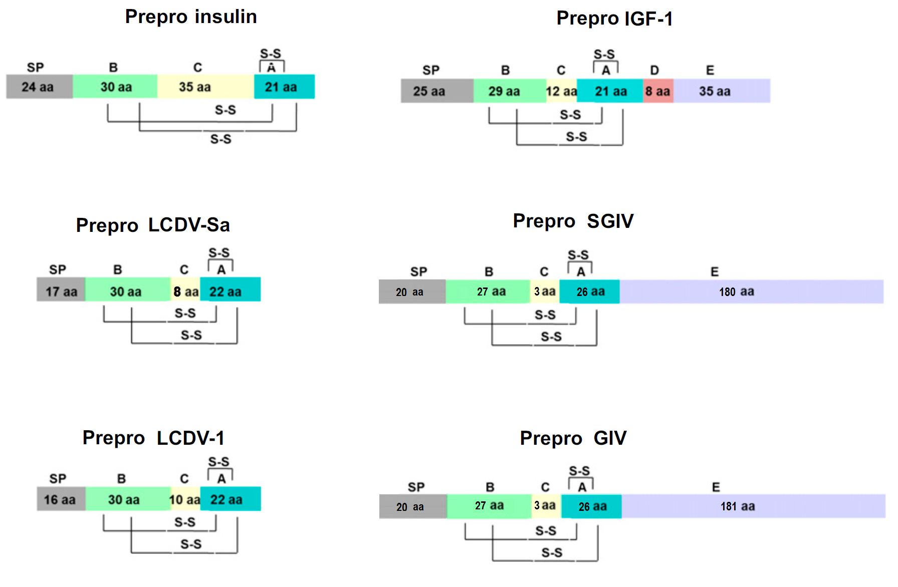 Disulfide bridges and the domain structure in human insulin, igf1,and four VILPs