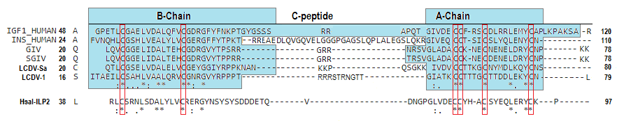 sequence comparison of 6 Insulin like proteins