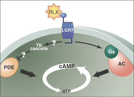 a receptor for relaxin