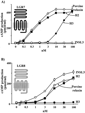 LGR7 is activated by porcine relaxin and H2 relaxin as well as H3 relaxin, whereas LGR8 is activated by porcine relaxin, H2 relaxin, and INSL3. 