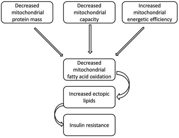 insulin resistance