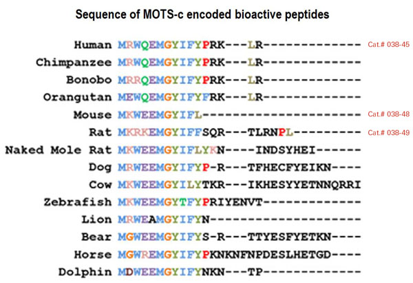 sequence comparison MOTS-c