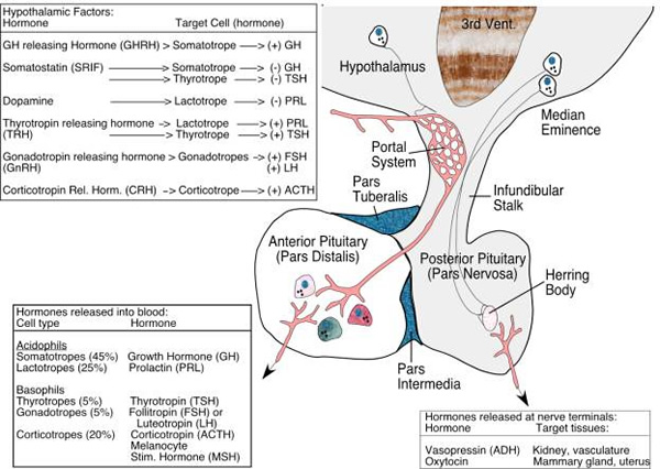 Role of Portal System