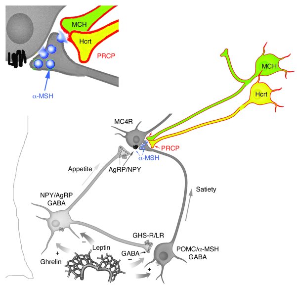 PRCP is mainly expressed in the lateral hypothalamic Hcrt and MCH neurons