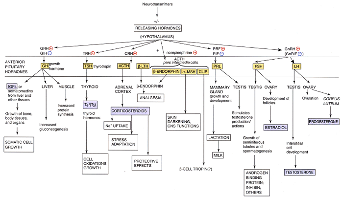 releasing hormones overview