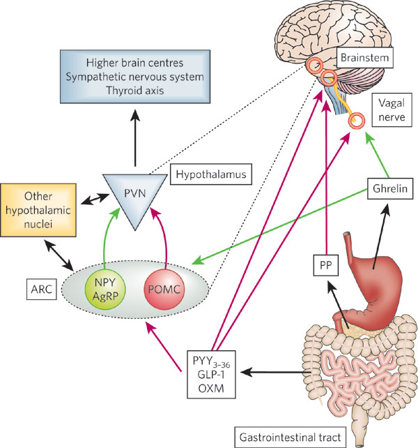 Oxyntomodulin (OXM) is a gut peptide that is released postprandially and acts as a satiety signal via effects on appetite centers such as the hypothalamus and brainstem